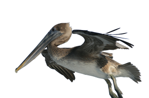 Pelican PNG-46578